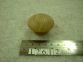 Teak Drawer Knob. TT0120